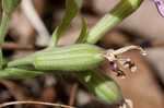 Sticky catchfly